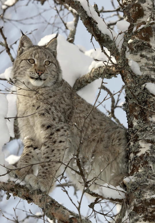 The lynx in the Jura Mountains | Montagnes du Jura