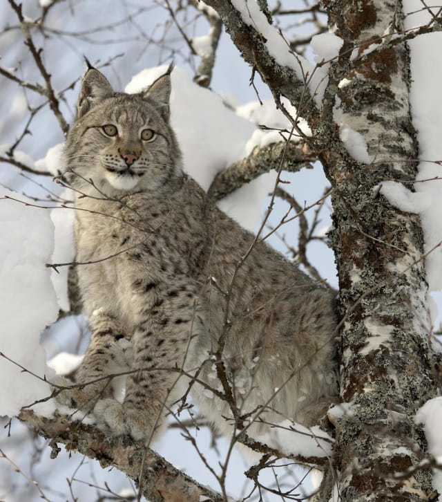 TOP 10 des animaux emblématiques des Montagnes du Jura | Montagnes du Jura