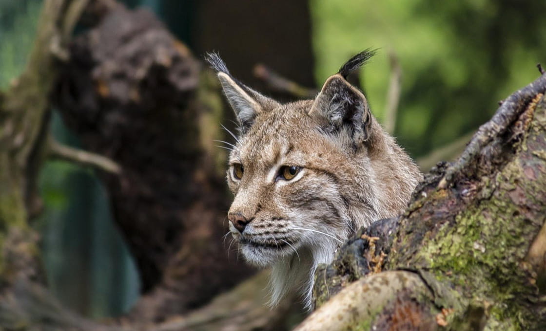 The secrets of protected wildlife | Montagnes du Jura