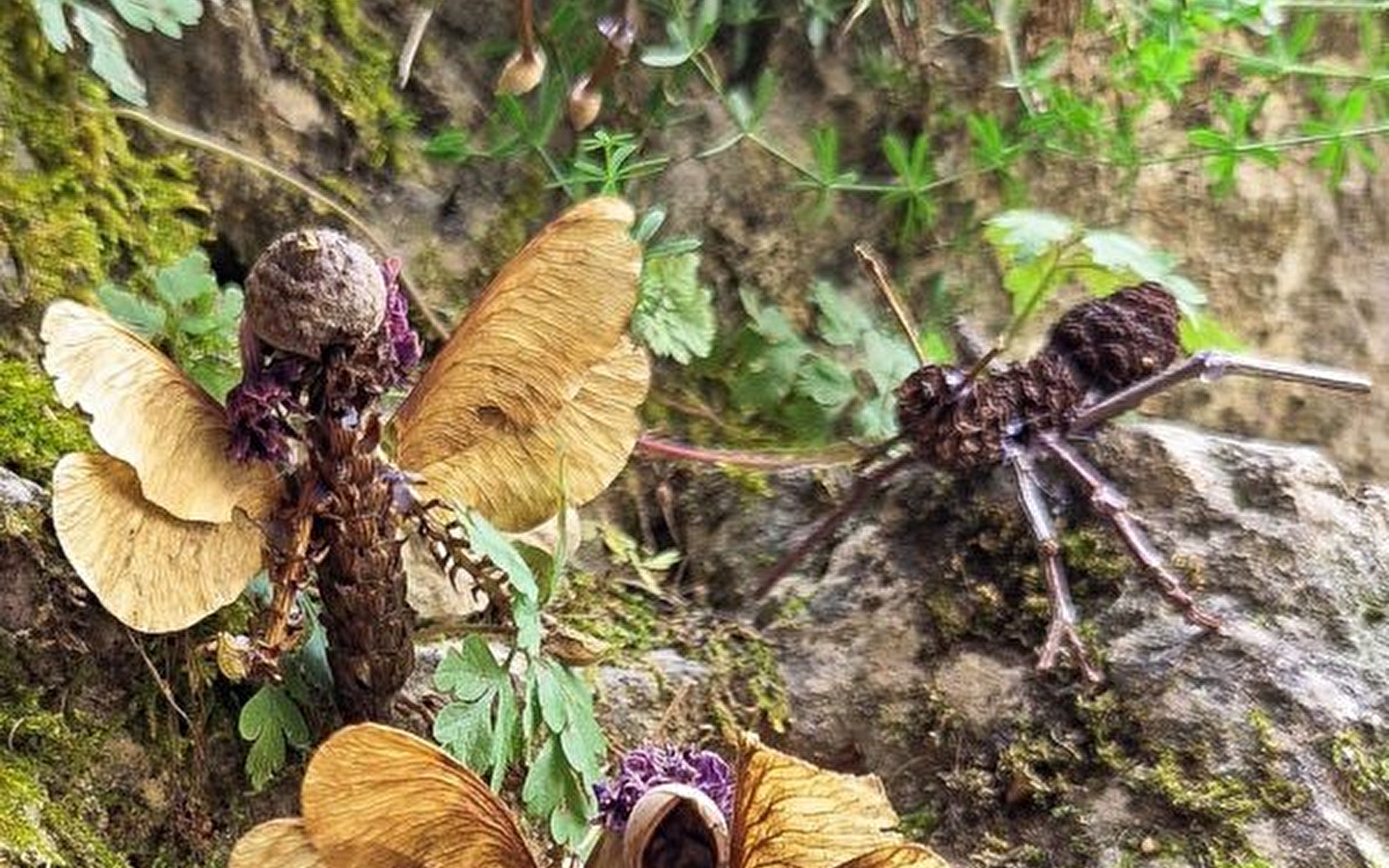 ATELIER LAND ART : SURPRENANTE NATURE