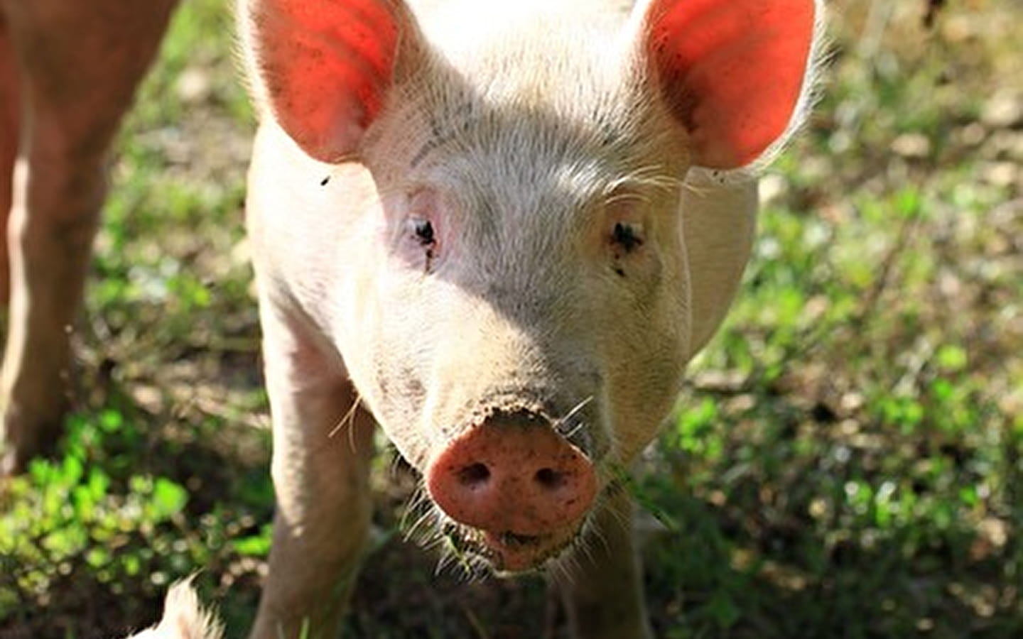 Les Pieds dans le Local®, spécial producteurs ! Visite d'exploitation : La Ferme de la Tour