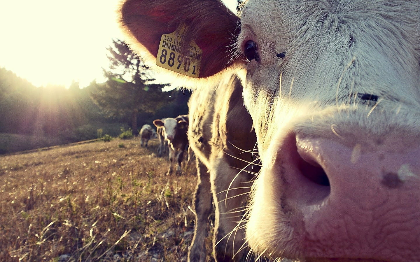 Visite libre de la ferme