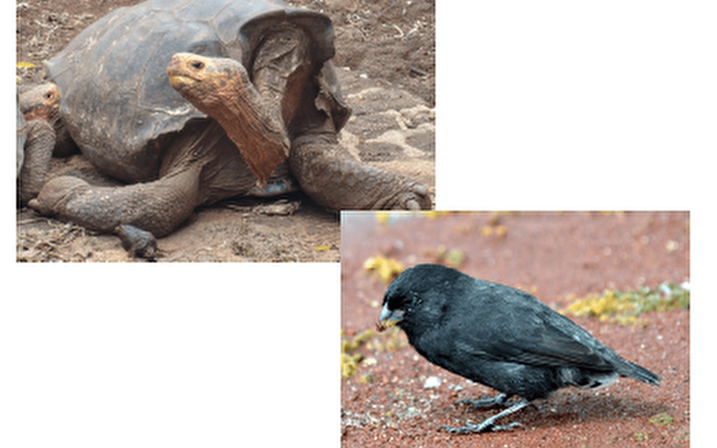 Conférence par Jacques BORDON - Les Galapagos