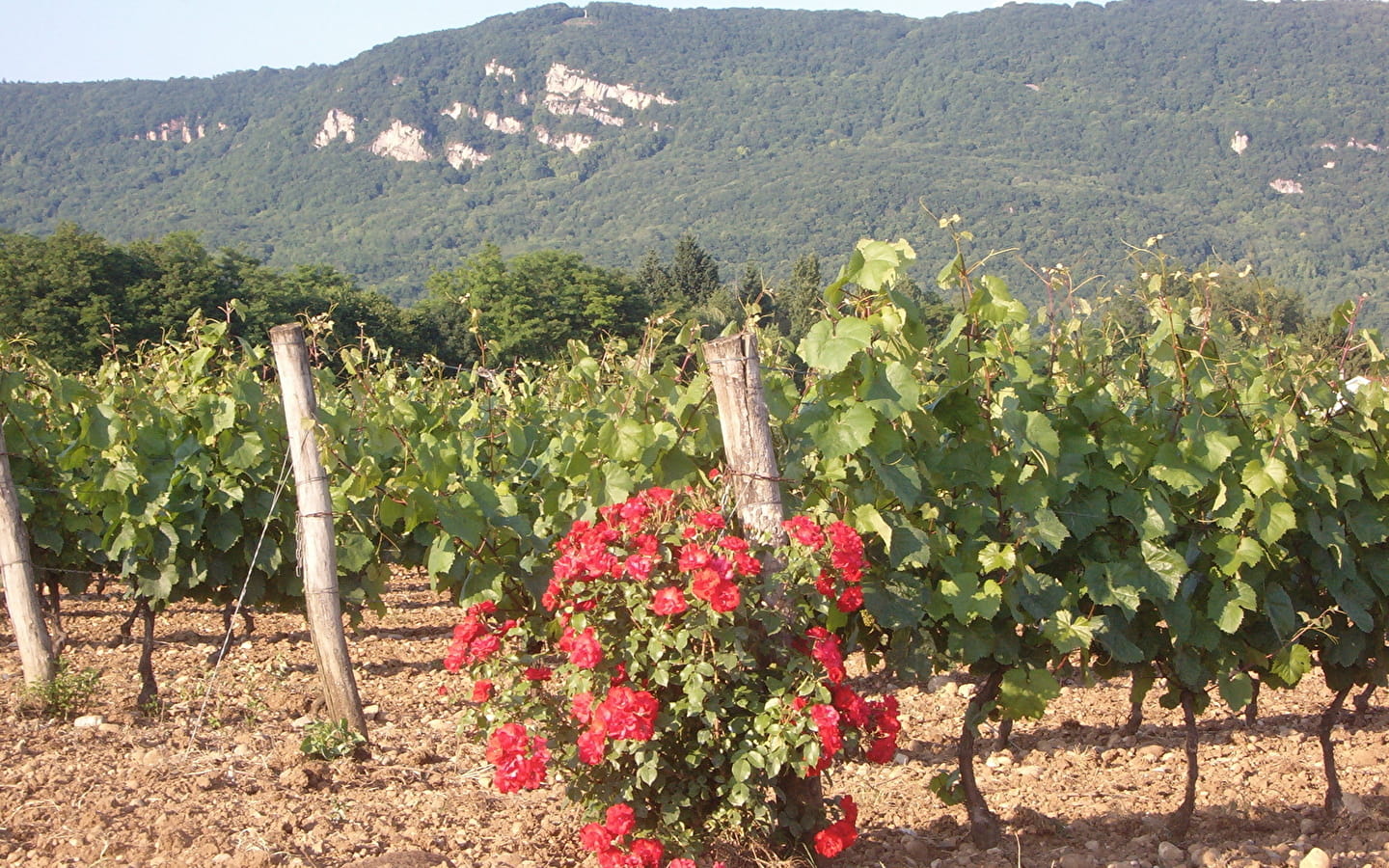 Vignoble Pellerin