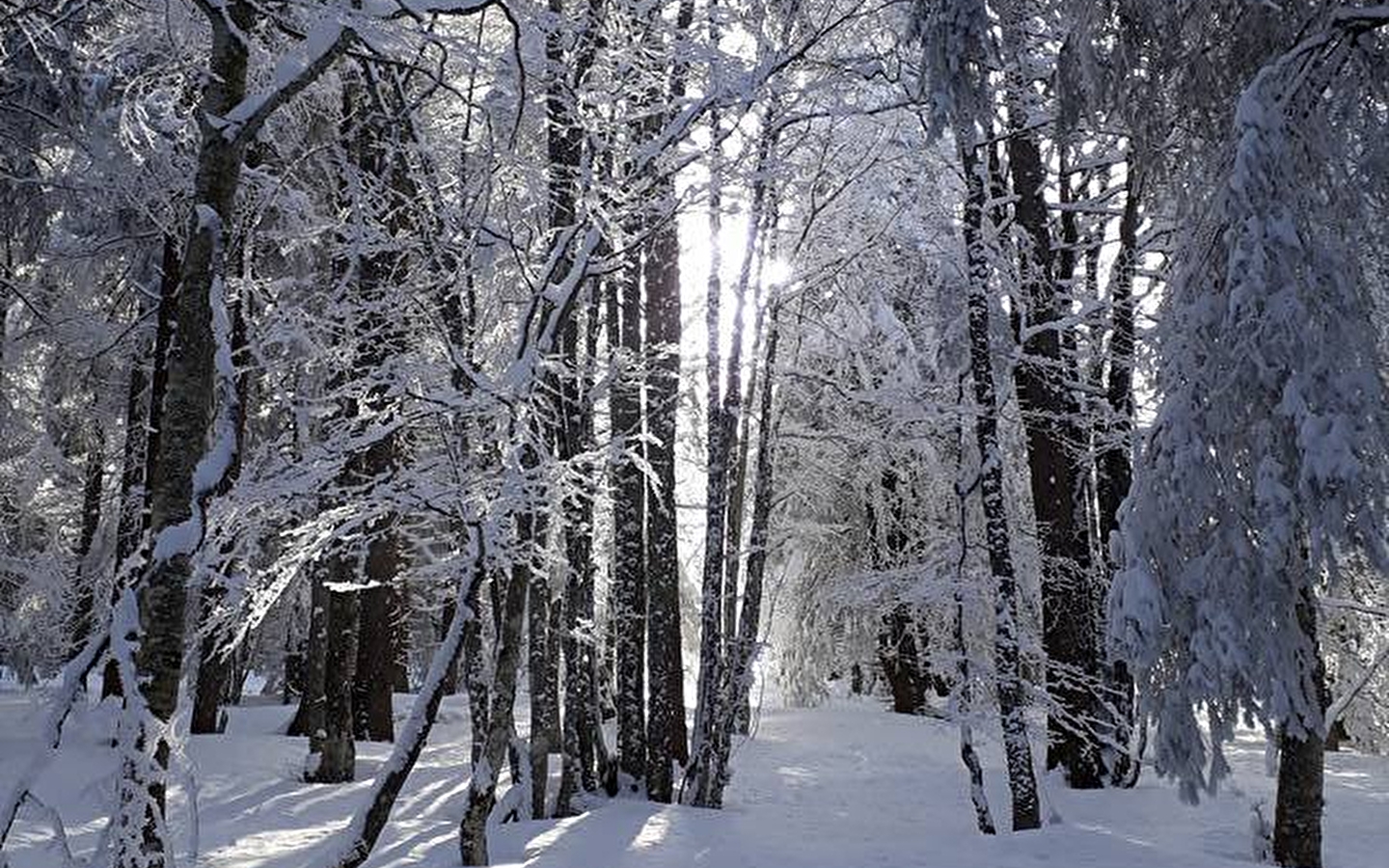 Rando raquettes famille : la forêt dans tous ses états