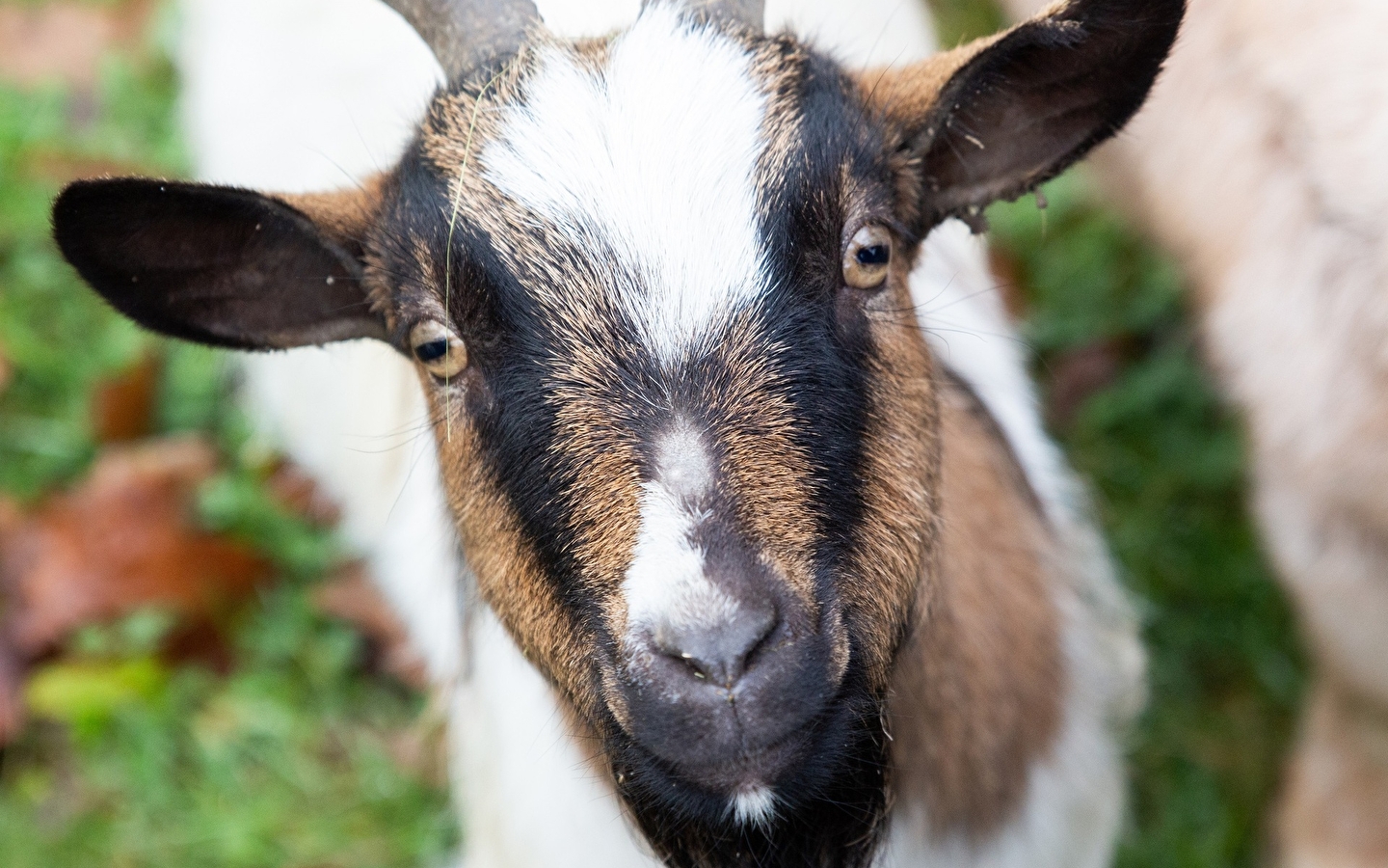 Visite libre à la ferme de Bozzi