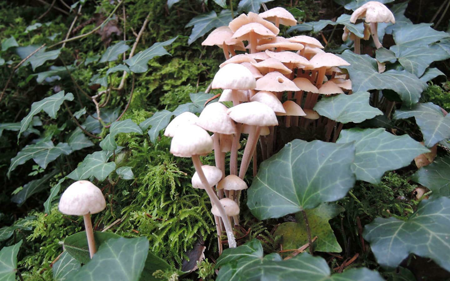 Découvrir des champignons en forêt