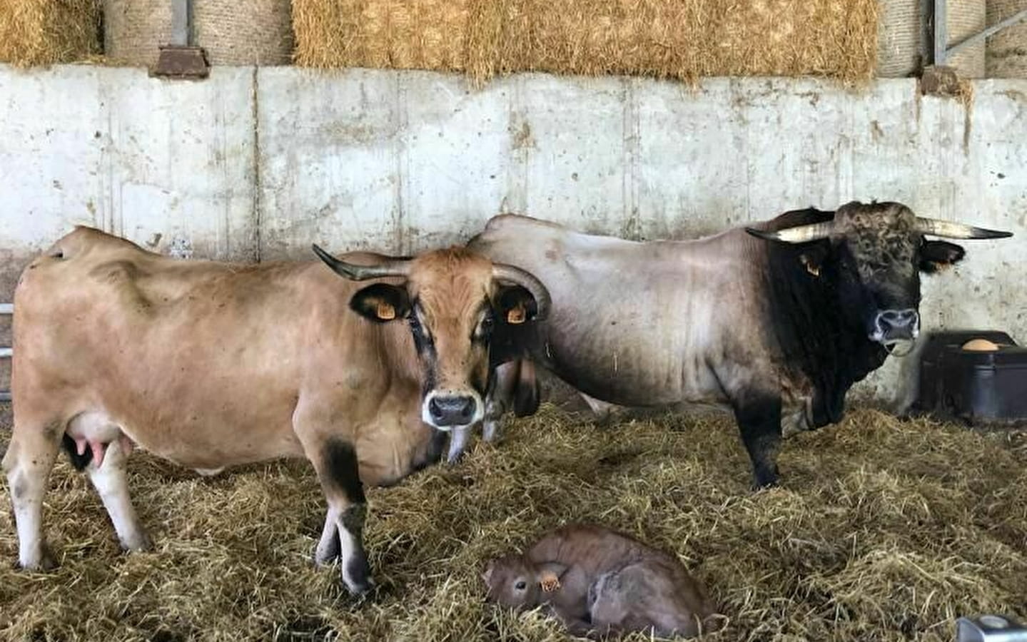 La Ferme du Mont - oeufs, lentilles et viande bovine Aubrac