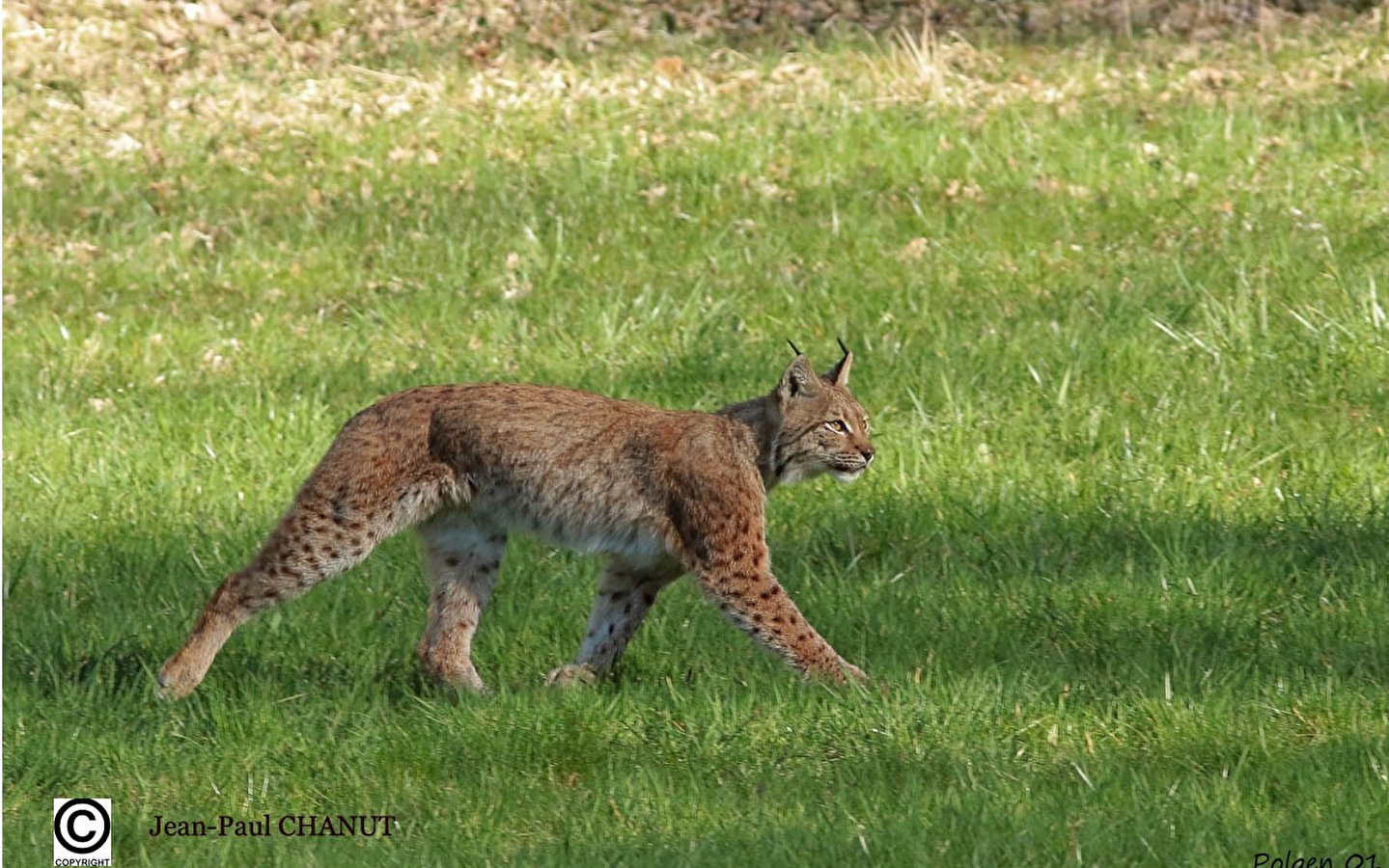 Exposition sur le lynx boréal