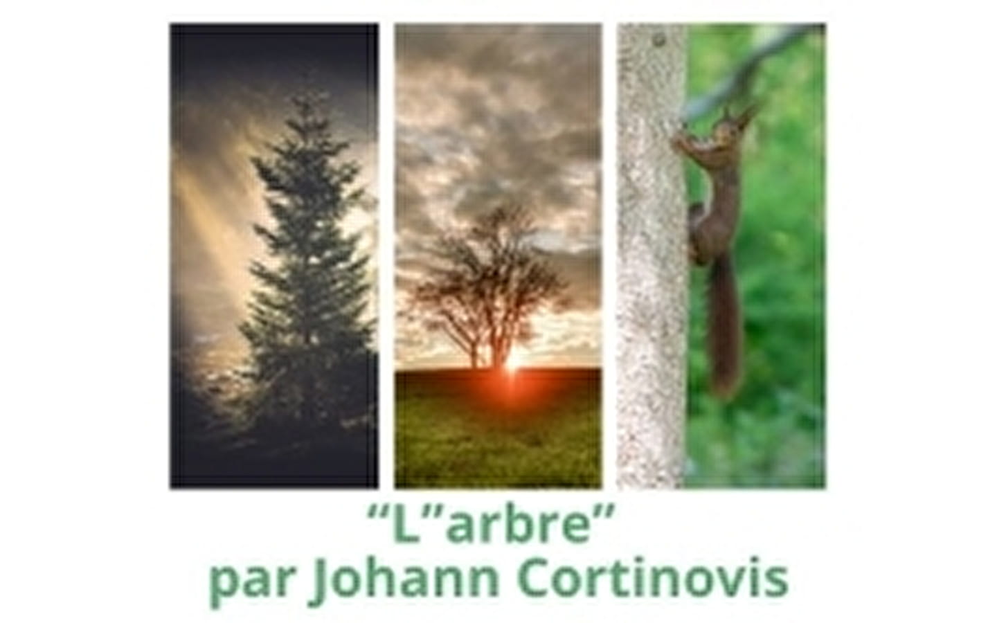 Exposition photo “L’Arbre”