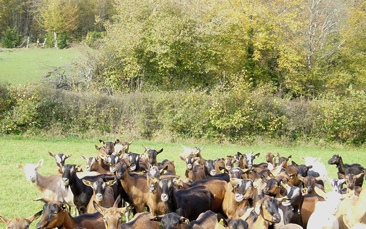 Les Chevriers d'Echazeaux