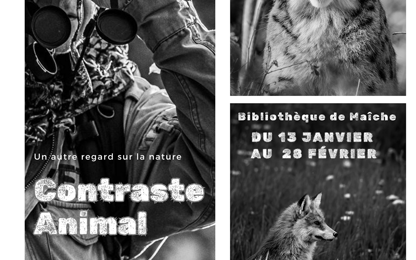 Exposition 'Contraste animal - un autre regard sur la nature'