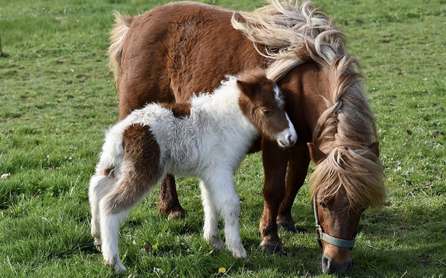 Stage de poney à la semaine