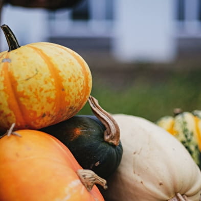 Fête de la courge