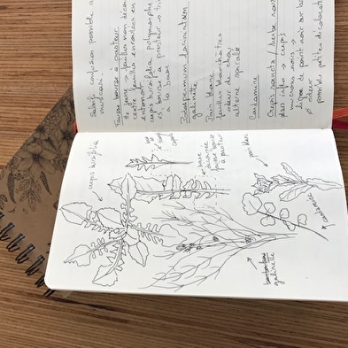 Balades dessinées botaniques
