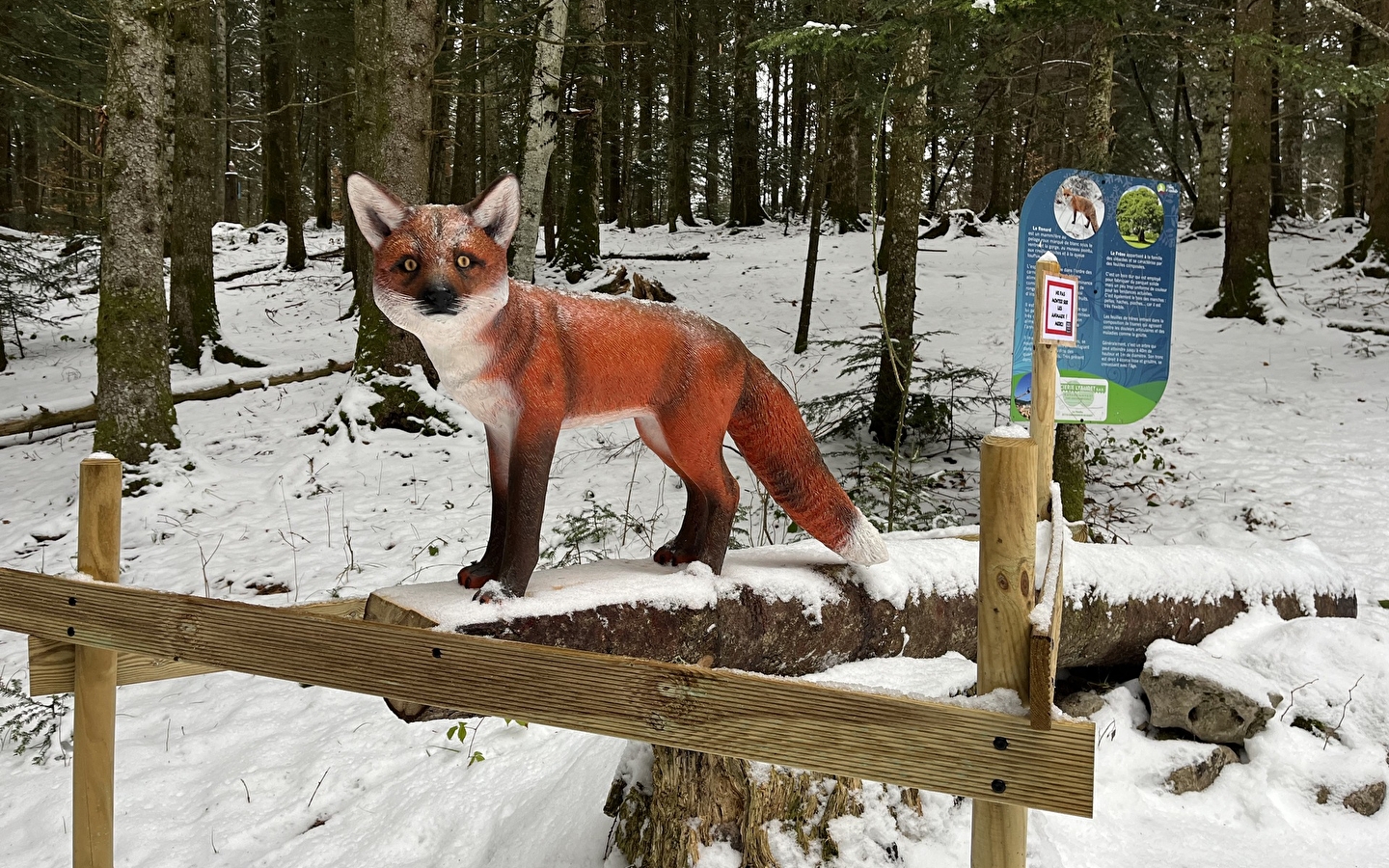 Balade - La piste des animaux