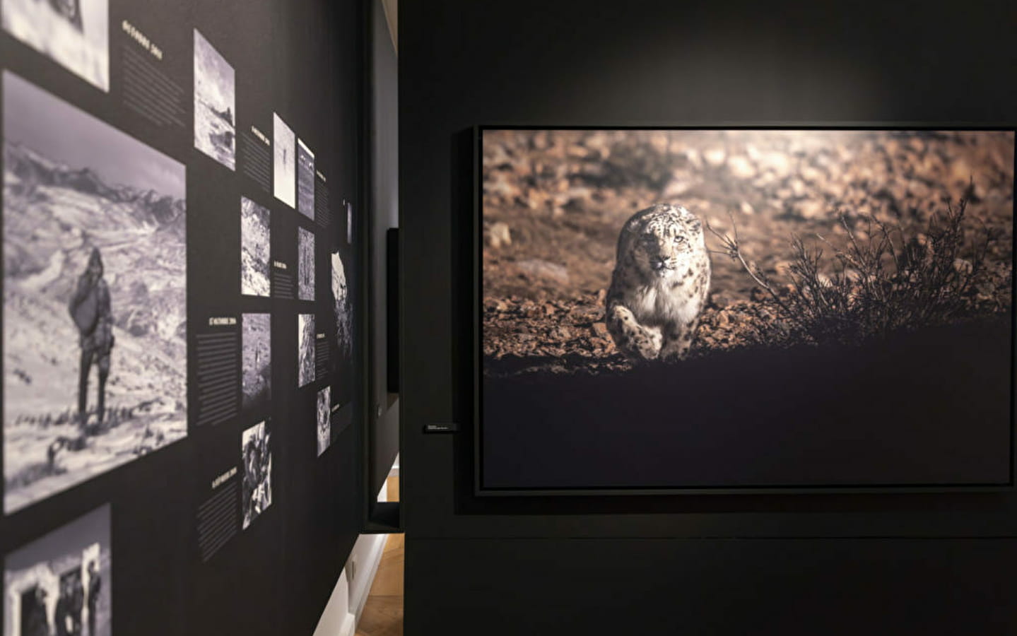 Les activités « à l’affût – photographie de Vincent Munier »