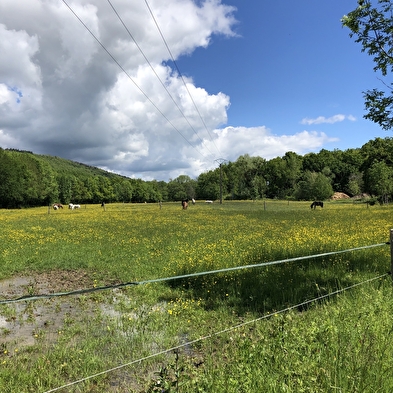 Promenade à travers les écuries (Arbère-Grilly)