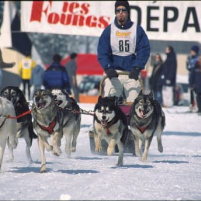 Course de chiens de traîneaux - ANNULEE