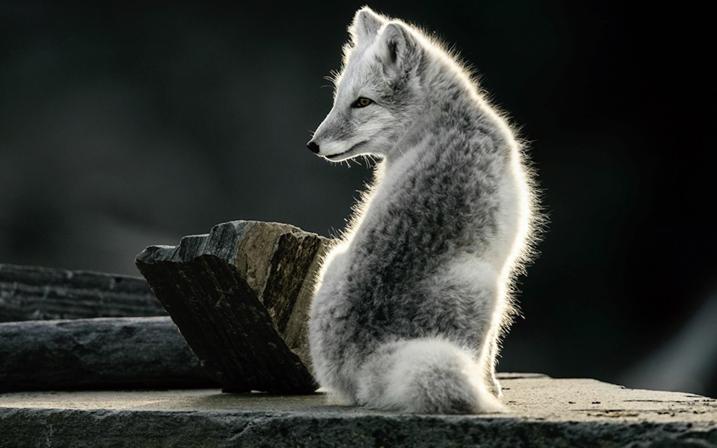 A l’affût, photographies de Vincent Munier 