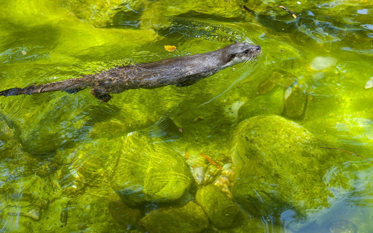 La loutre mystérieuse