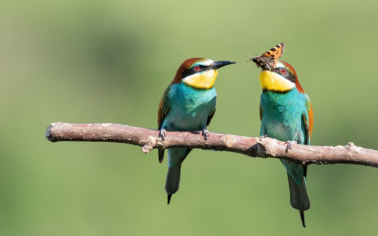 Exposition Les oiseaux une passion