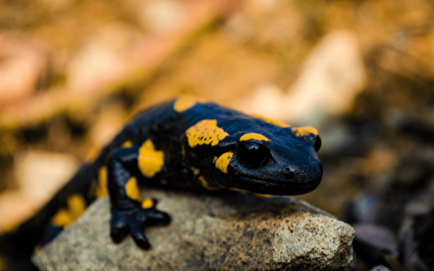 Rencontre avec les salamandres