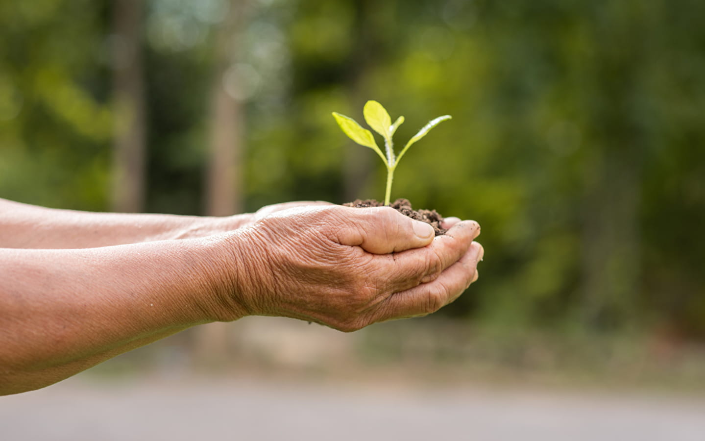 Cycle écologisme : atelier conte et récupération de graines potagères