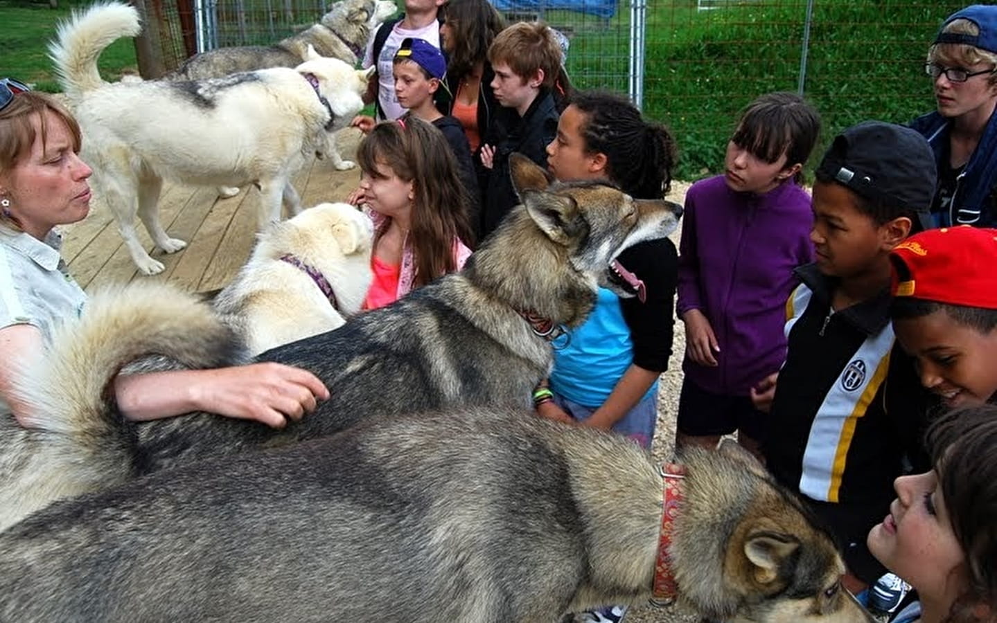 Visite de parc, Immersion avec les chiens de traineaux