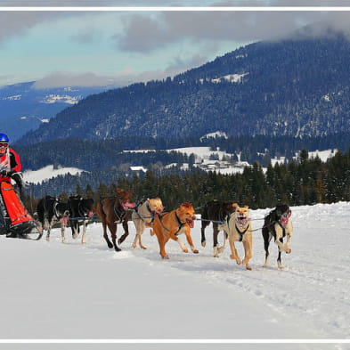 Course de chiens de traîneaux - ANNULEE