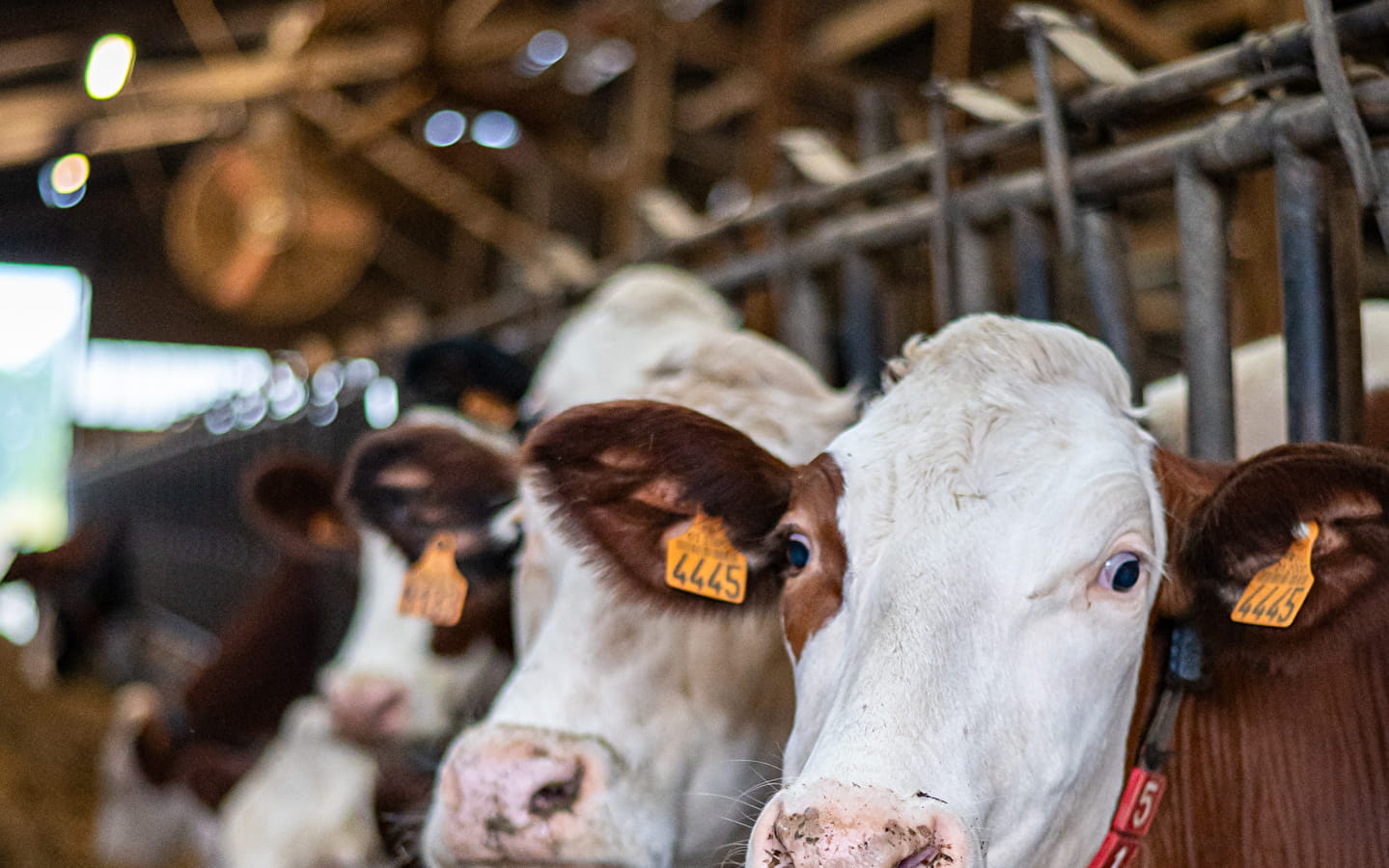 L’Ain de Ferme en Ferme – Ferme du Truchet