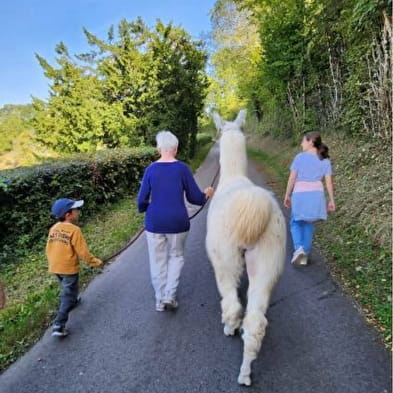 Balade avec les lamas