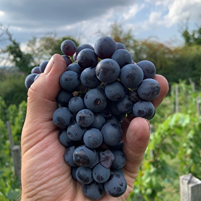 La Cave de Corentin Bouilloux - Vigneron