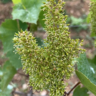 La Cave de Corentin Bouilloux - Vigneron