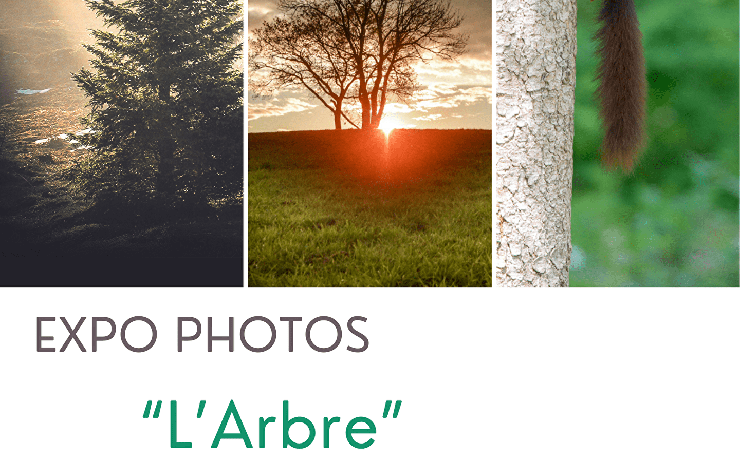 Exposition photo “L’Arbre”