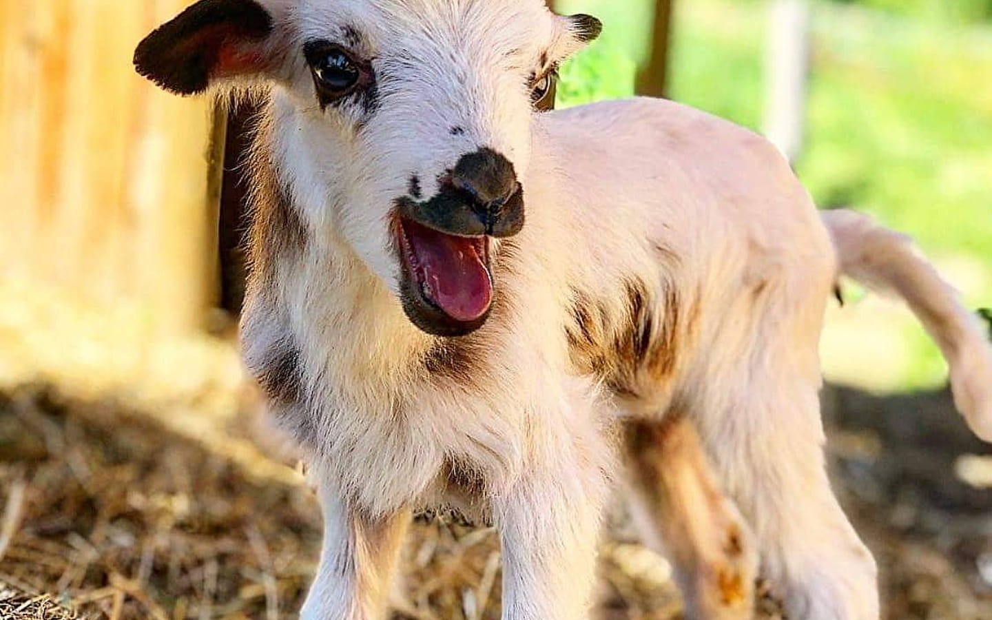 Ferme découverte Les 2 cocottes