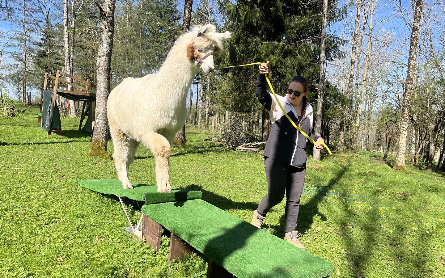 Balade avec les lamas