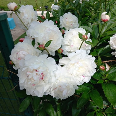 Gîte Les Pivoines Blanches