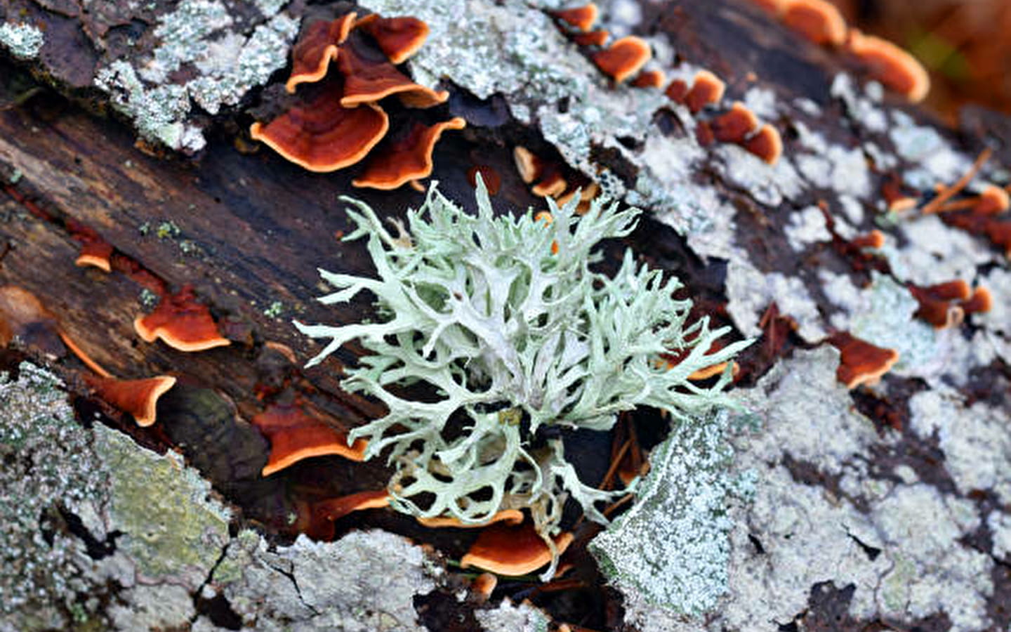 Atelier Cherche la p'tite bête - Lichen go, qualité de l'air à Cuisiat