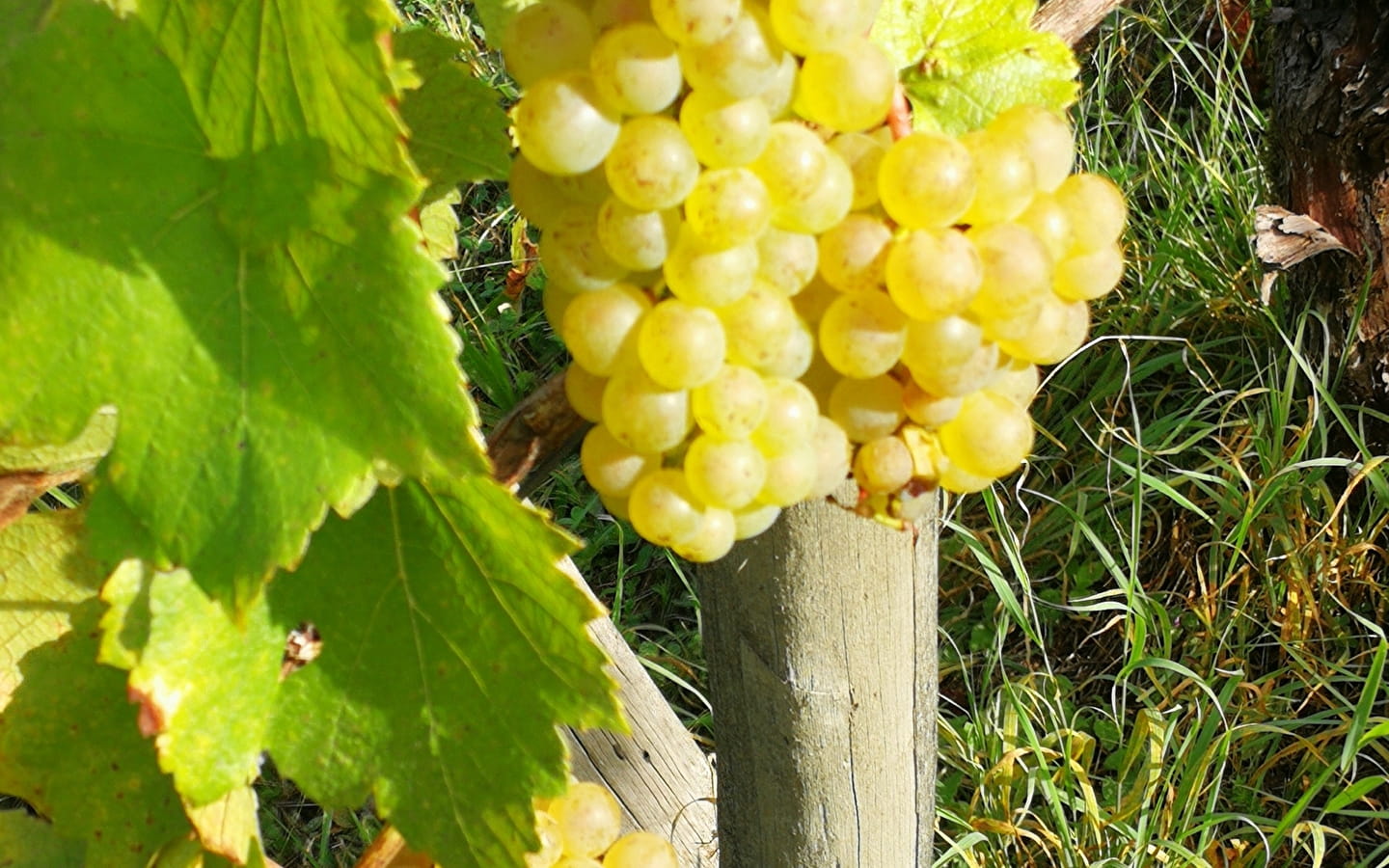 Les Vignes à Fanfan