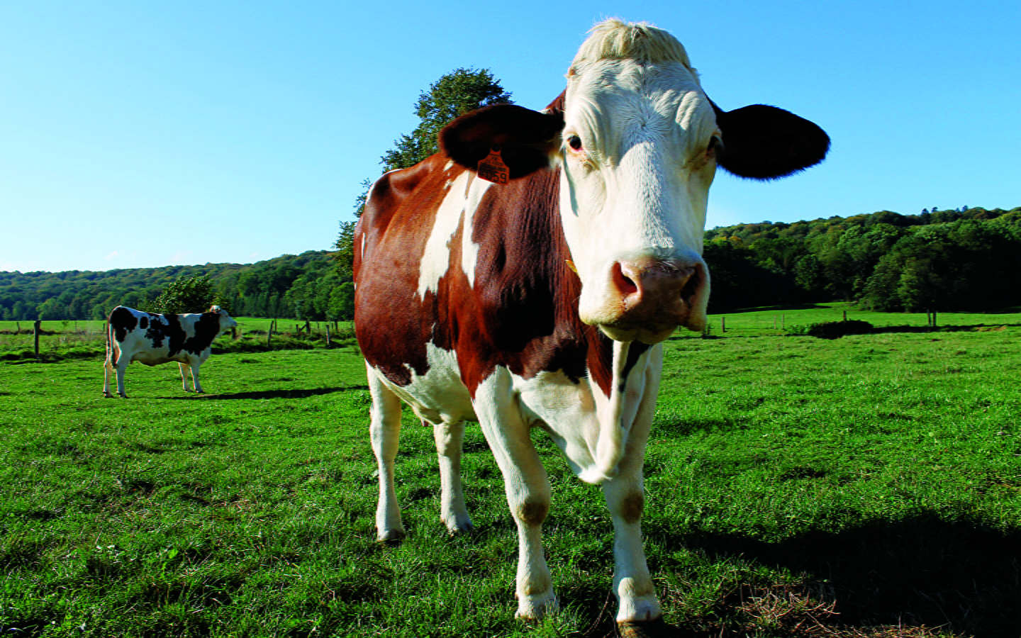 Stage photo 123 Nature : A la ferme