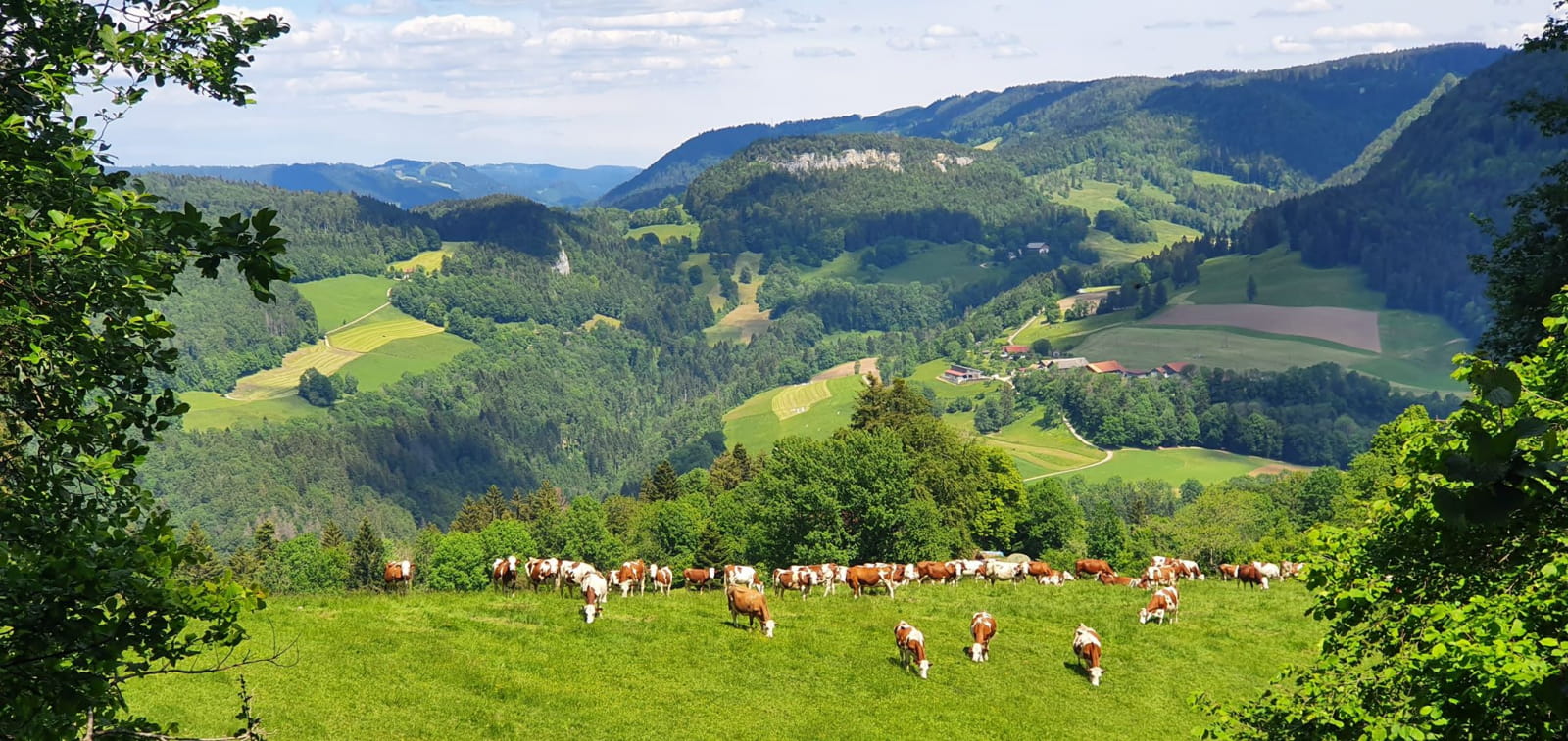 Le Paradis des Franches Montagnes | Montagnes du Jura