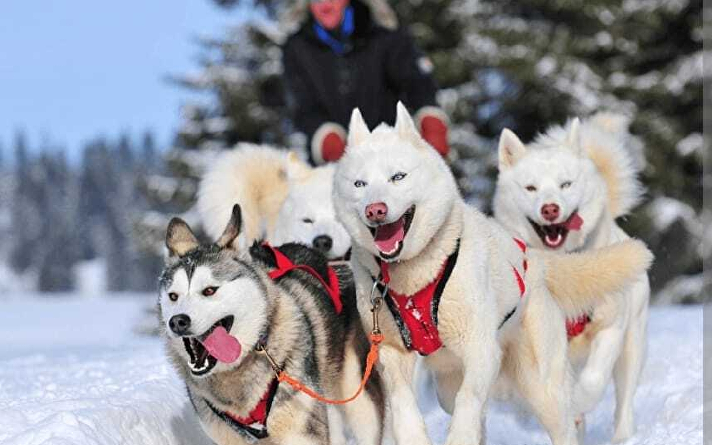 Course de chiens de traîneaux - ANNULEE